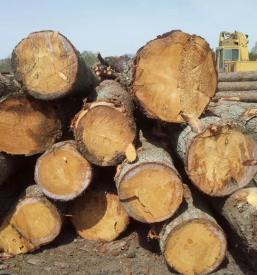 Prodaja lesa posavje