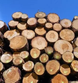 Prodaja odkup rezanega lesa savinjska