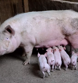 Prodaja zdravih prašičev Dolenjska