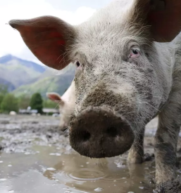 Ugodna prodaja prašičev Dolenjska