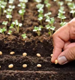 Prodaja repromateriala za kmetijstvo Slovenska Bistrica