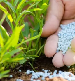 Repromaterial za kmetijstvo Slovenska Bistrica