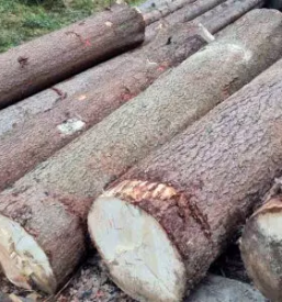 Prodaja žaganega lesa