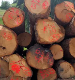Prodaja rezanega lesa slovenija