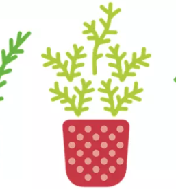 Ugodna prodaja sadik letnih rož Kranj