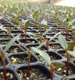 Poceni prodaja sadik letnih rož Kranj