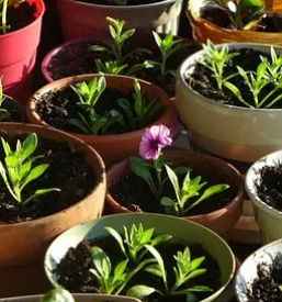 Prodaja sadik lenih rož v Kranju na Gorenjskem