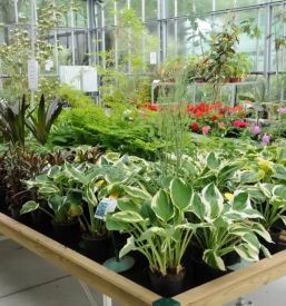 Prodaja sadik zimskih roz kranj