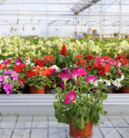 Prodaja sadik zimskih roz kranj