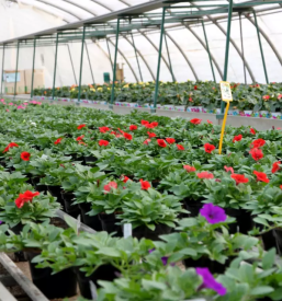 Prodaja sadik zimskih roz kranj