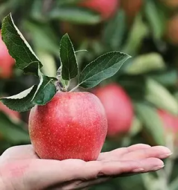 Prodaja sadja na debelo slovenija