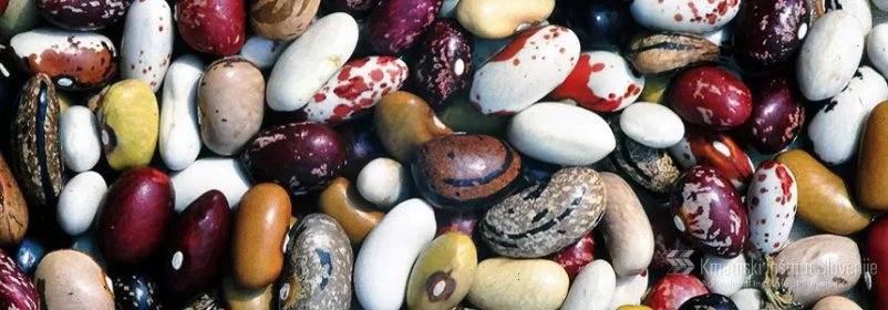 Prodaja semena Slovenija