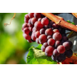Vinogradništvo, kmetija Reškičevi