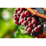 Vinogradništvo, kmetija Reškičevi