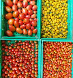 Prodaja zelenjave slovenija