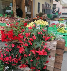 Prodaja zelenjave slovenija