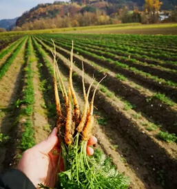 Prodaja zelenjave slovenija