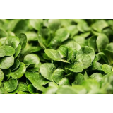 ZELENJADARSTVO KRISTAN, KATARINA PAVLIČ S.P.