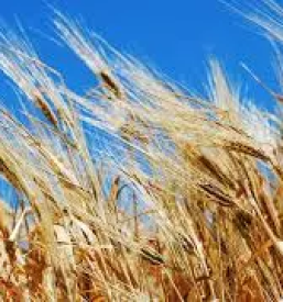 Prodaja žit Štajerska