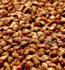 Proizvodnja in prodaja ajdovega caja notranjska primorska