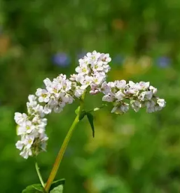 Proizvodnja in prodaja ajdovega caja notranjska primorska