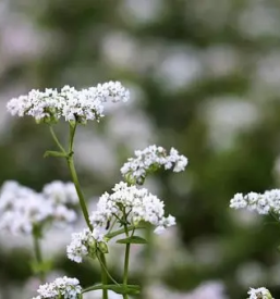 Proizvodnja in prodaja ajdovega caja notranjska primorska