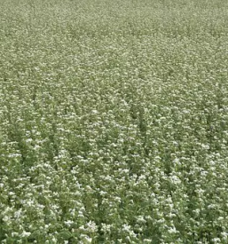 Proizvodnja in prodaja ajdovega caja notranjska primorska