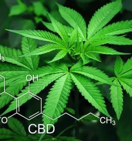 Proizvodnja in prodaja konopljinega caja notranjska primorska