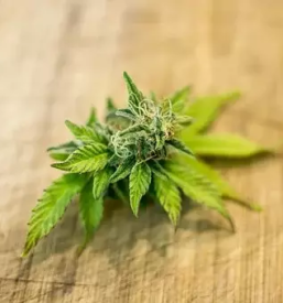 Proizvodnja in prodaja konopljinega caja notranjska primorska