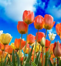 Projektiranje vrtov stajerska