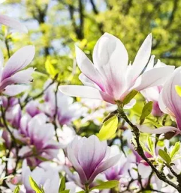 Projektiranje vrtov stajerska