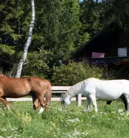 Prostor za poroke menges