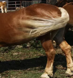 Prostor za zakljucene druzbe in praznovanja menges
