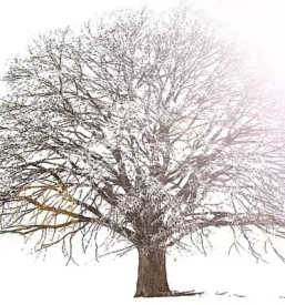 Psihoterapevt za pare ljubljana