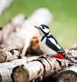 Razrez hlodovine cena