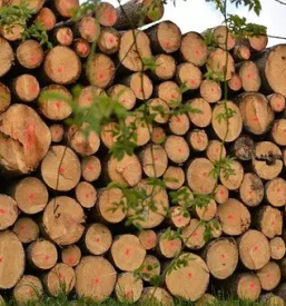 Razrez lesa slovenija