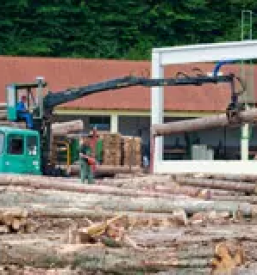 Razrez lesa slovenija