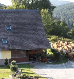 Govedoreja limuzin pasme