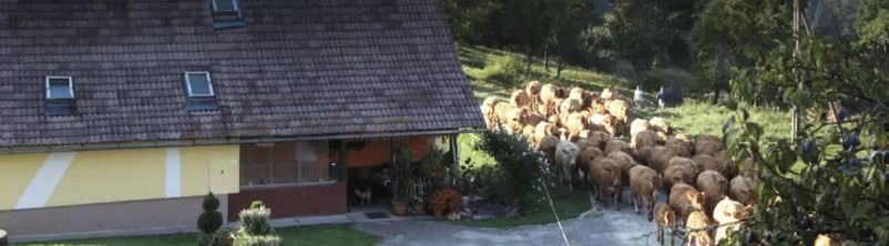 Vzreja goveda limuzin Kočevje