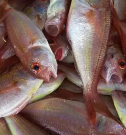 Ristorante di pesce a pirano