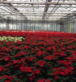 Roze enoletnice kranj