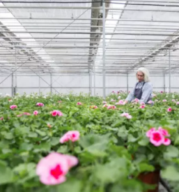 Sadike za zivo mejo osrednja slovenija