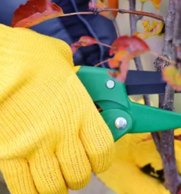 Sadike za zivo mejo osrednja slovenija