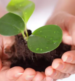 Sadike za zivo mejo osrednja slovenija