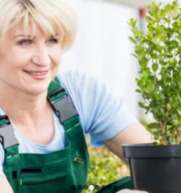 Sadike za zivo mejo osrednja slovenija