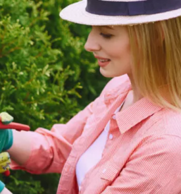 Sadike za zivo mejo osrednja slovenija