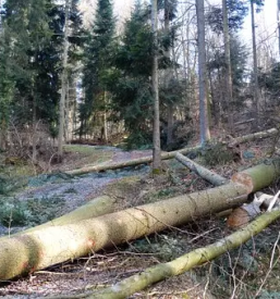 Sečnja in spravilo lesa Osrednja Slovenija