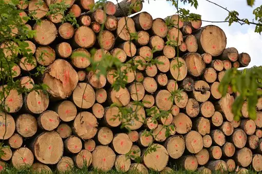 Sečnja in spravilo lesa Osrednja Slovenija