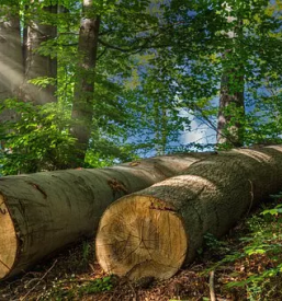Secnja spravilo in prevoz lesa po sloveniji