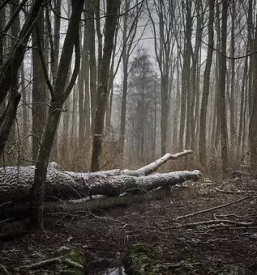 Secnja spravilo in prevoz lesa po sloveniji